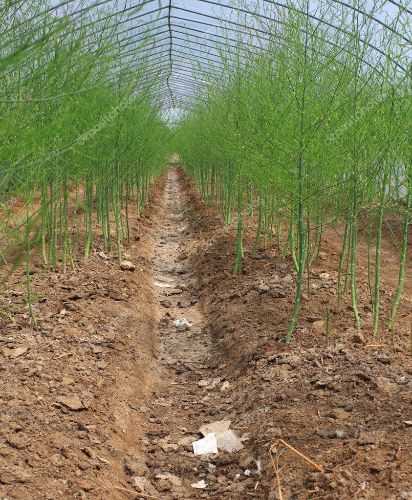 Asparagus farm — Stock Photo © kevinjin 6387944