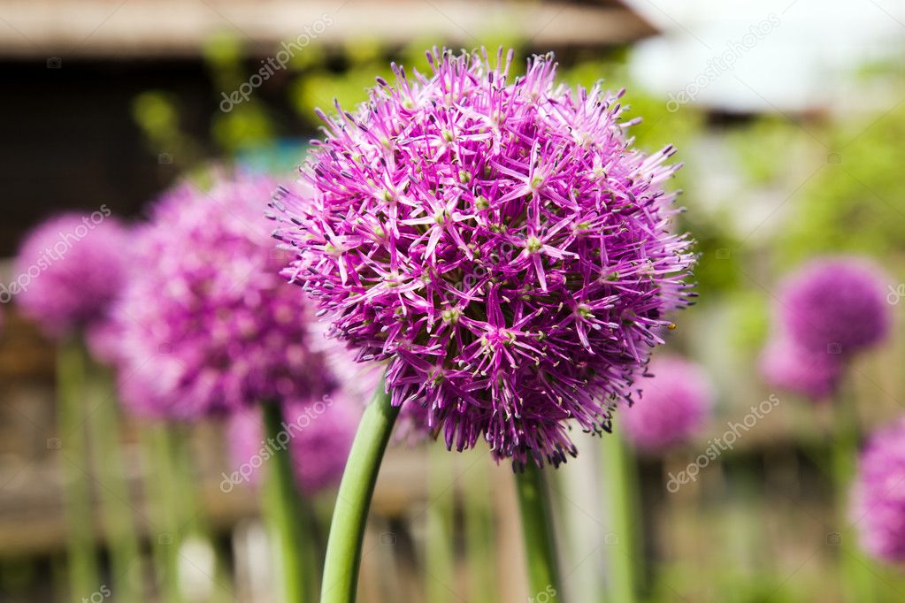 ニンニクの花 ストック写真 C Ligora