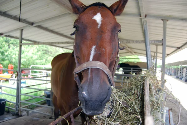 stock image Portrait of a Very Old Horse