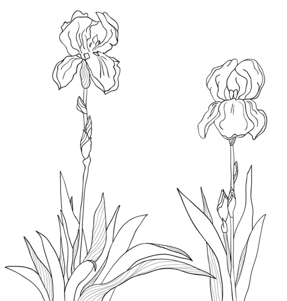 El boceto de un iris dos — Archivo Imágenes Vectoriales