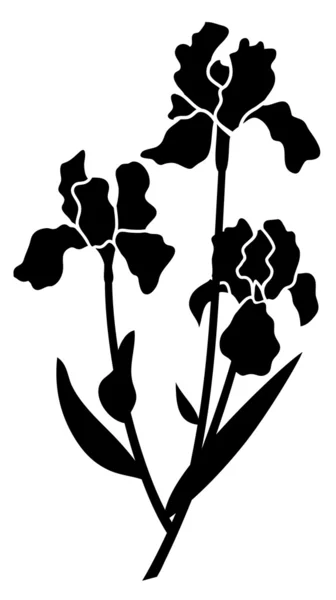 Iris negro — Archivo Imágenes Vectoriales
