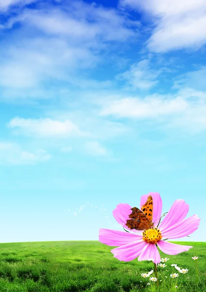 Flor y mariposa — Foto de Stock