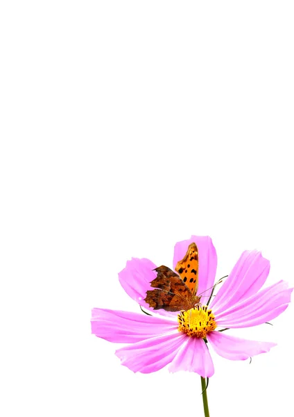 Blomma och fjäril — Stockfoto