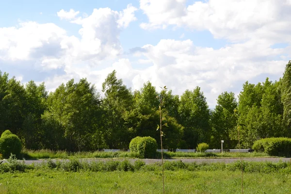 stock image Green trees