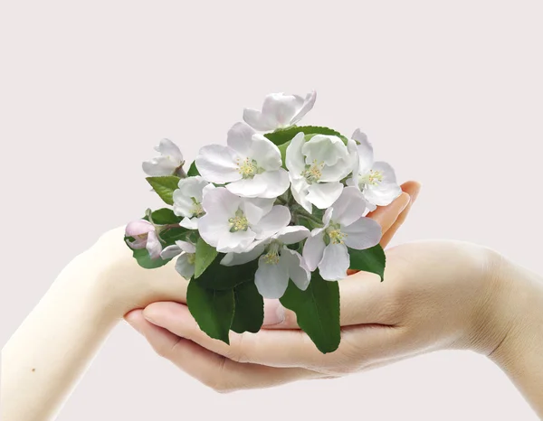 Mooie bloem — Stockfoto
