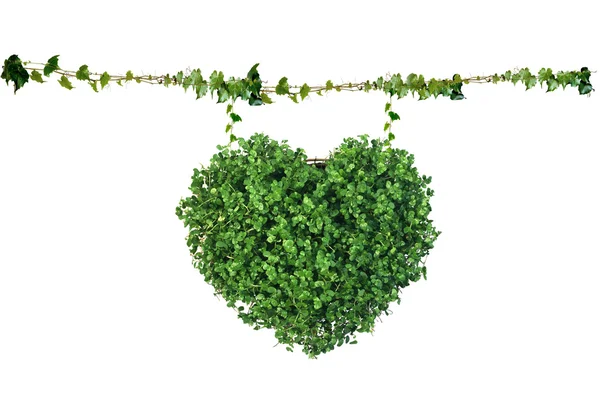 Zelené srdce — Stock fotografie