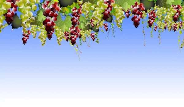 Grapes Royalty Free Stock Images