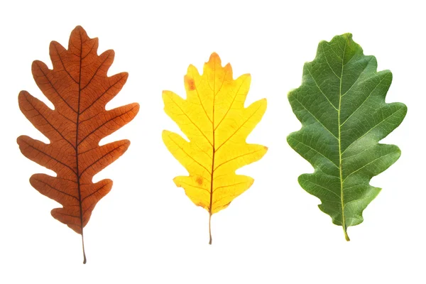 Barevné dubové listí — Stock fotografie