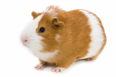 Red and white guinea pig isolated on white clipart