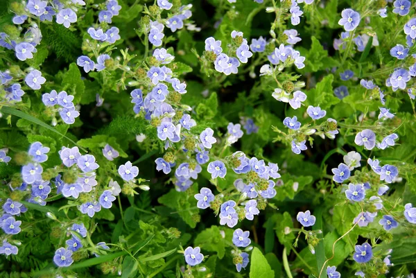 stock image Blue small flowers