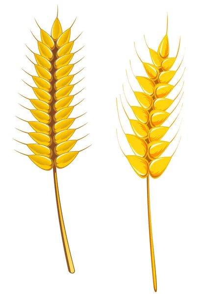 成熟的小麦和大麦 — 图库矢量图片
