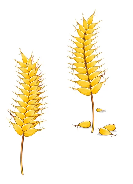 成熟的小麦 — 图库矢量图片
