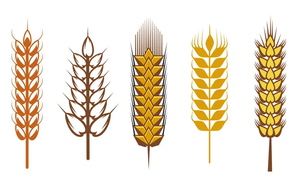 Elementy projektu zbóż — Wektor stockowy