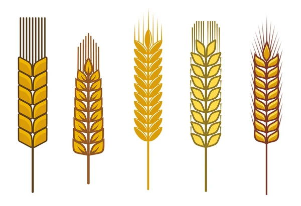 Elementos de diseño de cereales — Archivo Imágenes Vectoriales