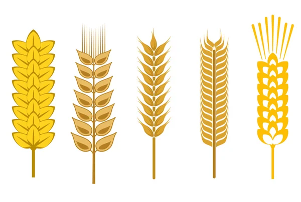 Elementos de diseño de cereales — Archivo Imágenes Vectoriales