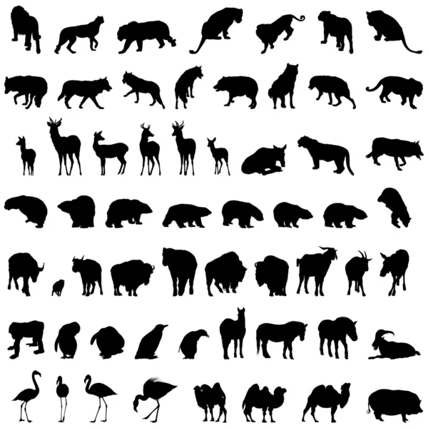 Conjunto animal — Archivo Imágenes Vectoriales