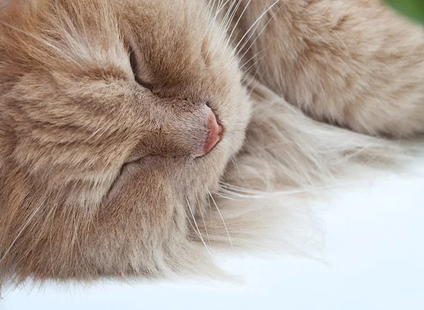 Preguiçoso dormindo gato persa — Fotografia de Stock