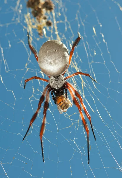 Χρυσή σφαίρα αράχνη — Φωτογραφία Αρχείου