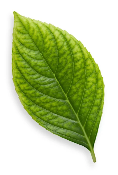 Isolated Leaf — Stock Photo, Image
