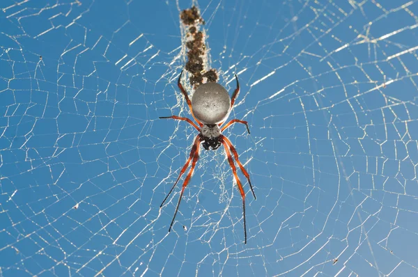Orb павук — стокове фото