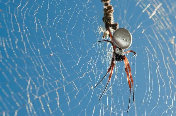 Золотий orb павук — стокове фото