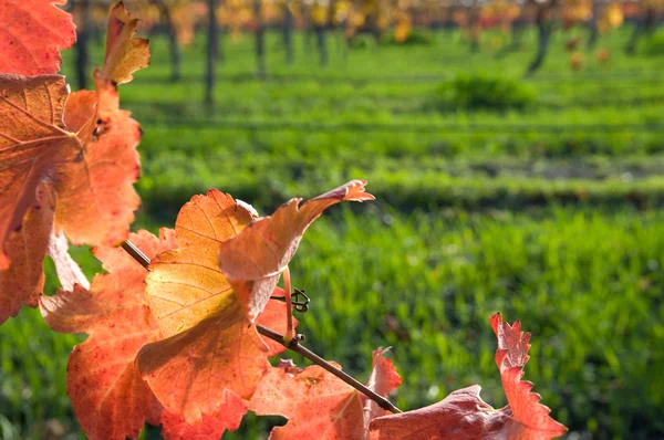 Herfst wijnbladeren — Stockfoto