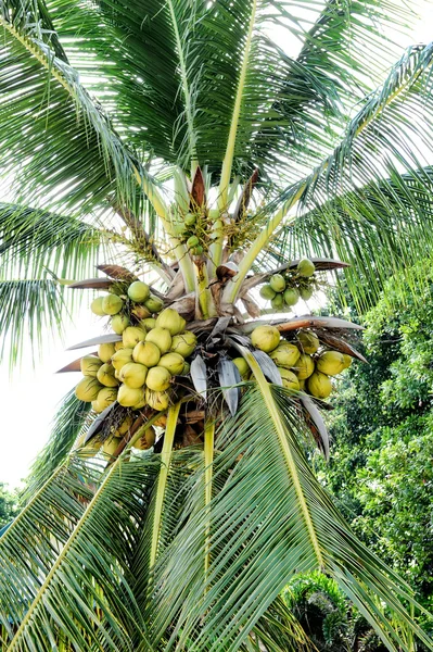 stock image Coconut palm tree