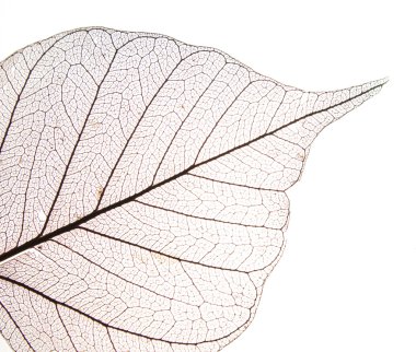 Dry leaf detail texture clipart