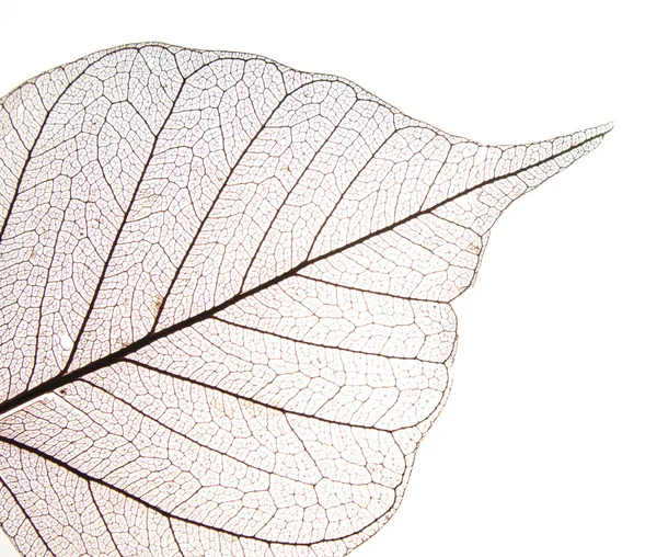 Ξηρά φύλλα λεπτομέρεια υφή — Φωτογραφία Αρχείου