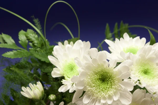 Гарні білі квіти — стокове фото