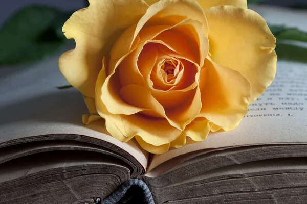 Vecchio libro e rosa fresca — Foto Stock