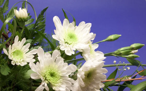 Гарні білі квіти — стокове фото