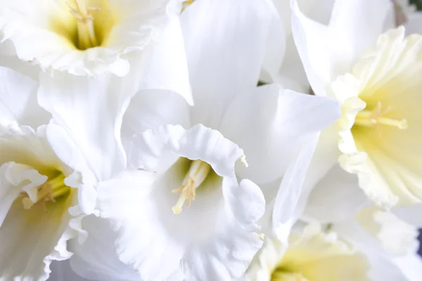 stock image Beautiful fresh narcissus