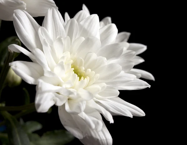 stock image White beautiful flowers