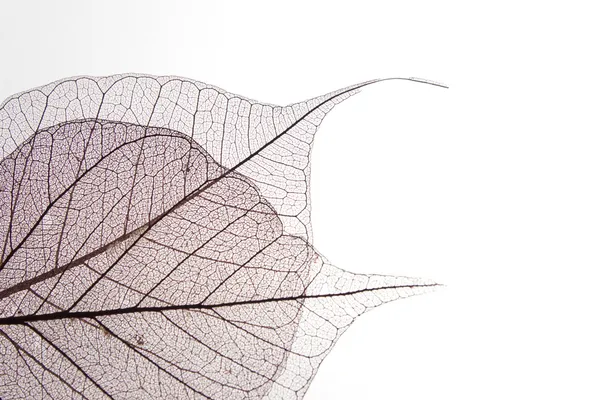 Folha seca detalhe textura — Fotografia de Stock