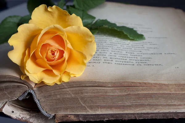 Vecchio libro e rosa fresca — Foto Stock