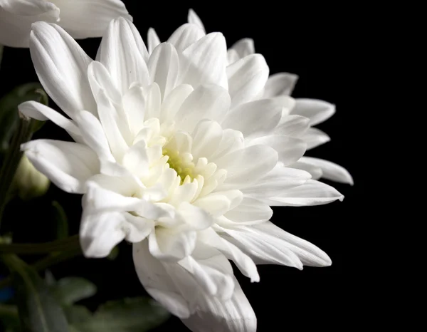 Beyaz güzel çiçekler — Stok fotoğraf