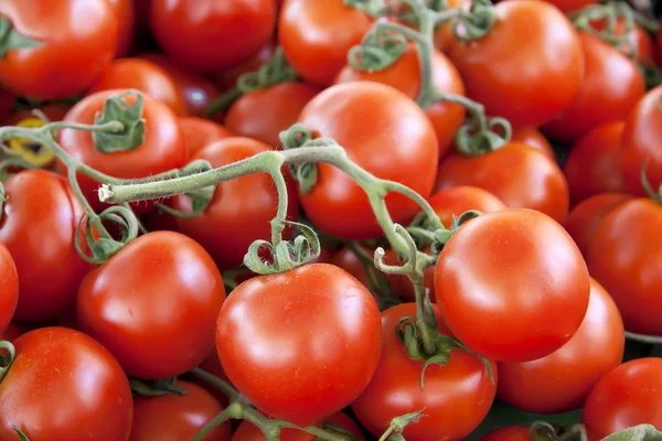 Tomates de vid — Foto de Stock