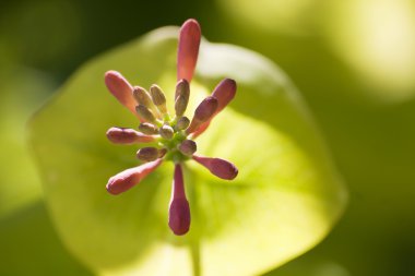 Blooming trumpet honeysuckle flower clipart