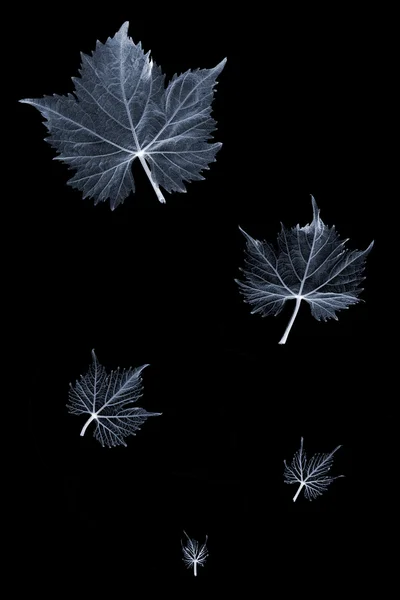 Grape leaves on black — Stock Photo, Image