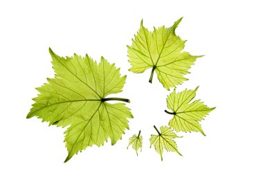 Grape leaves clipart