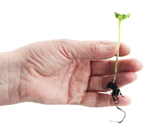 Hand holds seedling — Stock Photo, Image