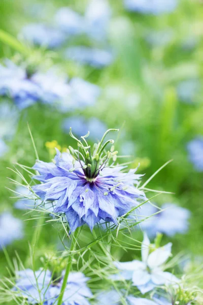 Donkerblauwe bloem — Stockfoto
