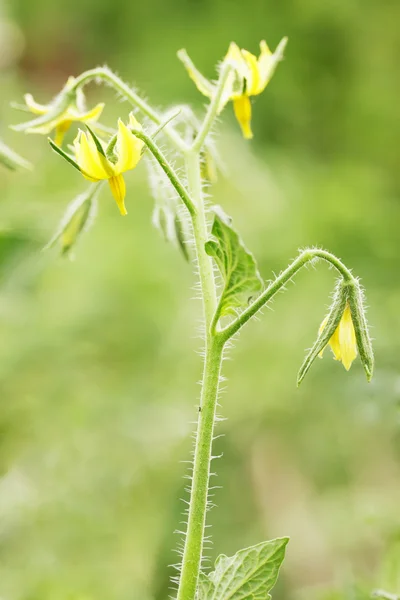 Flowers of the tomato — Stock Photo, Image
