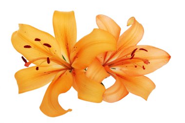 Orange lilies