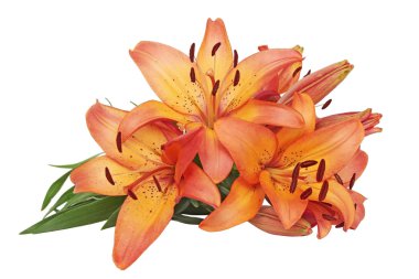 Orange lilies