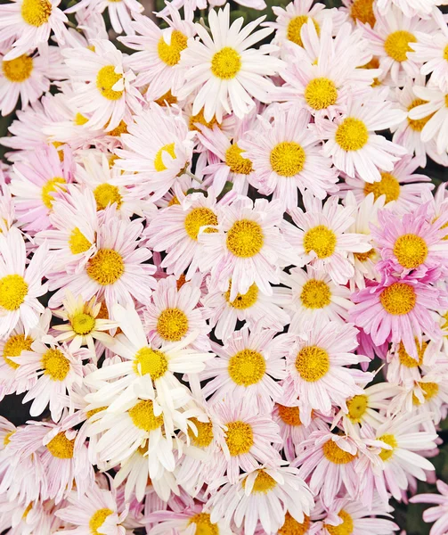Rosa Chrysanthemen — Stockfoto