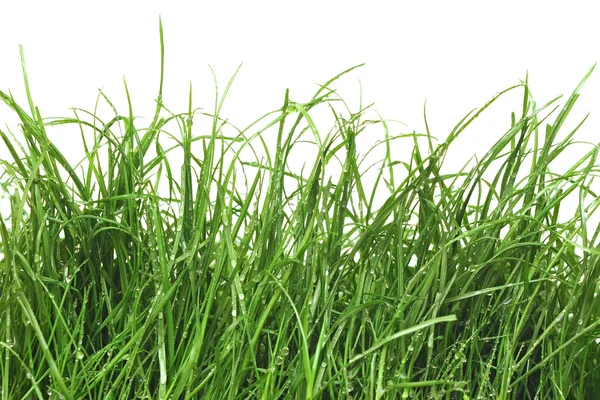 Hierba verde fresca con gotas de rocío —  Fotos de Stock