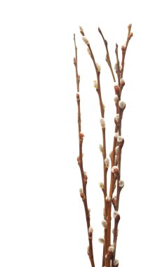 Twigs of willow with catkins clipart