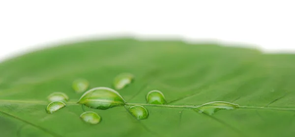 Jasně zelený list a kapka vody zblízka — Stock fotografie
